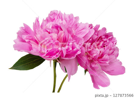 Beautiful pink peony isolated on white background Beautiful pink peony isolated on white background 127873566