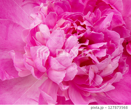 Beautiful pink peony isolated on white background 127873568