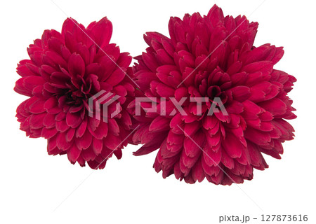 red chrysanthemum flower isolated on white background with clipping path red chrysanthemum flower isolated on white background with clipping path 127873616