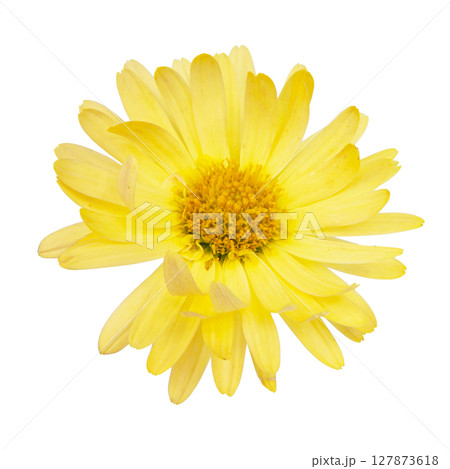 Beautiful spring yellow flower fresh isolated on the white background Beautiful spring yellow flower fresh isolated on the white background 127873618