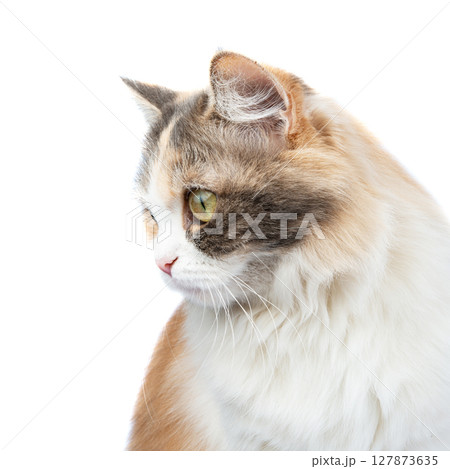 Bright fluffy funny cat isolated on the white background 127873635
