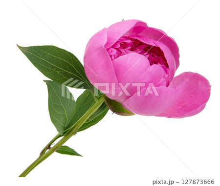 Beautiful fresh peony flower with leaves on white background Beautiful fresh peony flower with leaves on white background 127873666