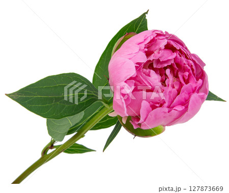 Beautiful fresh peony flower with leaves on white background 127873669