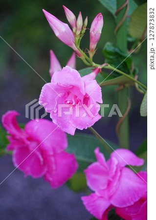 ピンク色のマンデビラの花 ピンク色のマンデビラの花 127873832