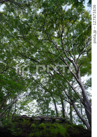 祇王寺の庭園の頭上を覆う樹々 127873836
