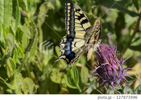 Swallowtail butterfly on purple thistle flower Swallowtail butterfly on purple thistle flower 127873996