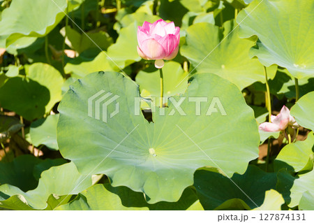 石仏公園の蓮（大分県臼杵市） 127874131
