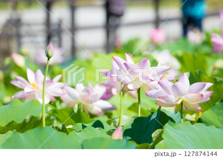 石仏公園の蓮(大分県臼杵市) 石仏公園の蓮(大分県臼杵市) 127874144