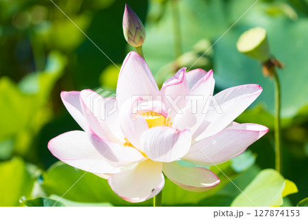 石仏公園の蓮（大分県臼杵市） 127874153