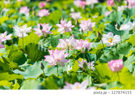 石仏公園の蓮(大分県臼杵市) 石仏公園の蓮(大分県臼杵市) 127874155