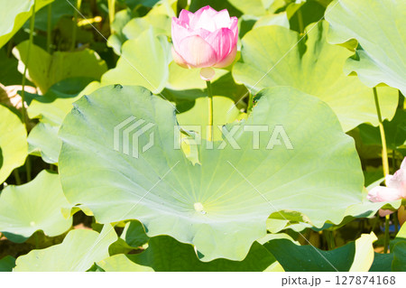 石仏公園の蓮(大分県臼杵市) 石仏公園の蓮(大分県臼杵市) 127874168