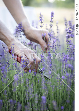 girl pruning lavender bush in the garden 127874253