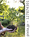 girl holds seedlings in her hands 127874301
