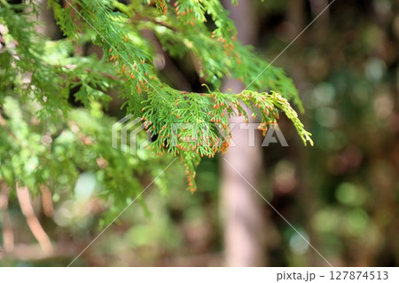 杉の芽 127874513