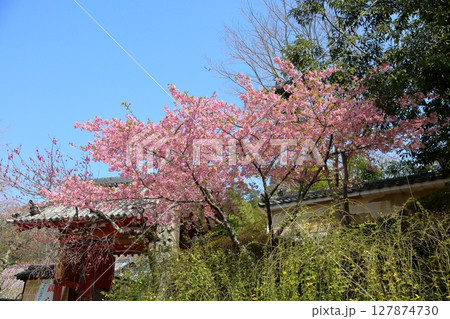 満開　カワヅザクラの花 127874730