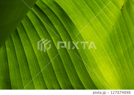 A Detailed CloseUp Capture of Lush Green Banana Leaf Textures and Various Intricate Patterns 127874898