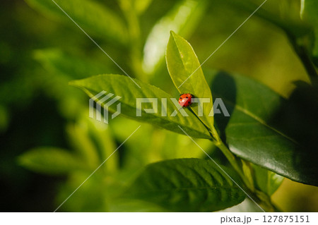 Ladybug sitting on fresh green leaf, symbol nature and good luck, insect detail  127875151