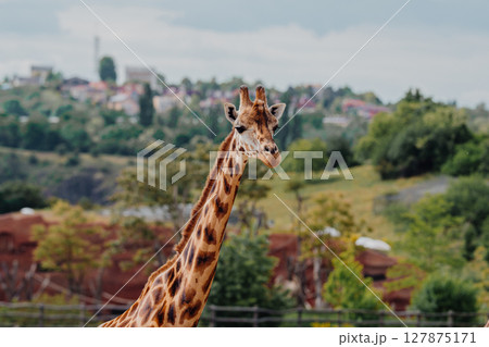 Giraffe head looking at camera in zoo, close-up of curious wild animal Giraffe head looking at camera in zoo, close-up of curious wild animal 127875171