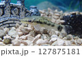 オトシンクルス 127875181