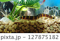 クーリーローチ 127875182