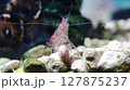 レッドチェリーシュリンプ 127875237