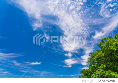 爽やかな青空と新緑の風景 爽やかな青空と新緑の風景 127875296