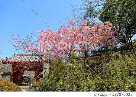 満開 カワヅザクラの花 満開 カワヅザクラの花 127876323