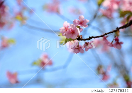 満開 カワヅザクラの花 満開 カワヅザクラの花 127876332