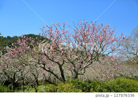 可愛い ピンクの梅の花 可愛い ピンクの梅の花 127876336
