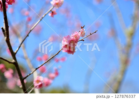 可愛い　ピンクの梅の花 127876337
