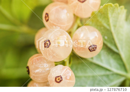 White currant bush and green leaves. Currant berries. 127876710