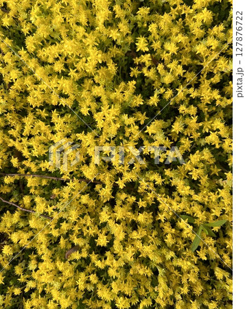 黄色いメキシコマンネングサの花 127876722