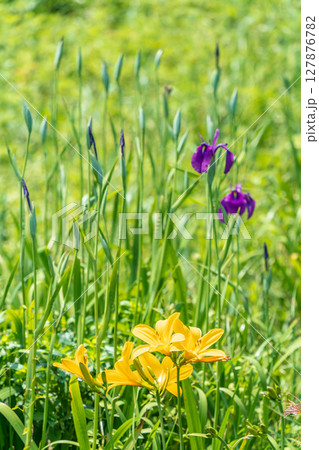 「青森県」渚に花咲く初夏の種差海岸・八戸市 127876782