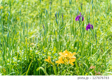 「青森県」渚に花咲く初夏の種差海岸・八戸市 127876783