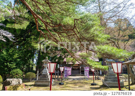 「青森県」桜咲く国史跡三戸城跡城山公園の風景　三戸町 127876819