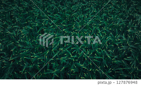 Green hullessbarley in growth in the field Green hullessbarley in growth in the field 127876948