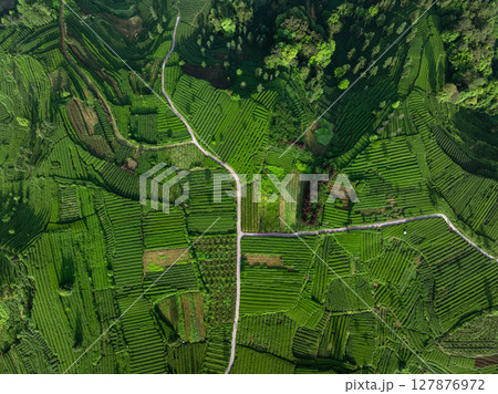 Aerial view of beautiful tea terrace landscape in China Aerial view of beautiful tea terrace landscape in China 127876972