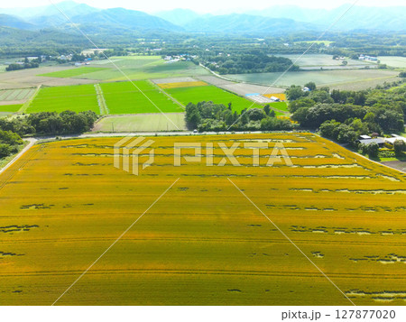 初夏の北海道森町で収穫間近の秋まきの麦畑の風景を空撮 初夏の北海道森町で収穫間近の秋まきの麦畑の風景を空撮 127877020