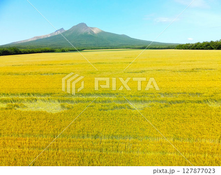 初夏の北海道森町で収穫間近の秋まきの麦畑の風景を空撮 初夏の北海道森町で収穫間近の秋まきの麦畑の風景を空撮 127877023