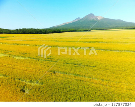 初夏の北海道森町で収穫間近の秋まきの麦畑の風景を空撮 初夏の北海道森町で収穫間近の秋まきの麦畑の風景を空撮 127877024