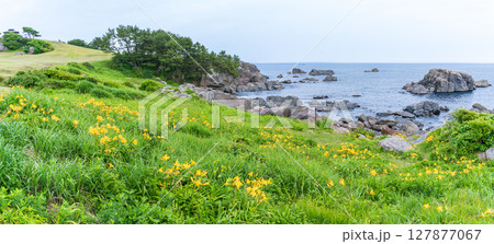 「青森県」渚に花咲く初夏の種差海岸・八戸市 「青森県」渚に花咲く初夏の種差海岸・八戸市 127877067