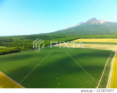 初夏の北海道森町でデントコーン畑と駒ヶ岳の風景を空撮 初夏の北海道森町でデントコーン畑と駒ヶ岳の風景を空撮 127877077
