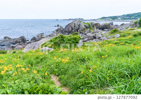 「青森県」渚に花咲く初夏の種差海岸・八戸市 127877092