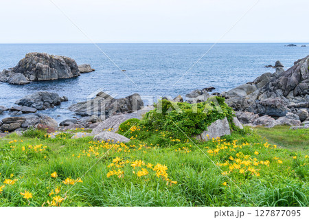 「青森県」渚に花咲く初夏の種差海岸・八戸市 「青森県」渚に花咲く初夏の種差海岸・八戸市 127877095