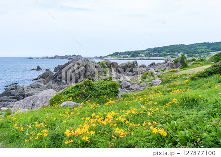 「青森県」渚に花咲く初夏の種差海岸・八戸市 「青森県」渚に花咲く初夏の種差海岸・八戸市 127877100