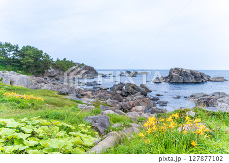 「青森県」渚に花咲く初夏の種差海岸・八戸市 「青森県」渚に花咲く初夏の種差海岸・八戸市 127877102