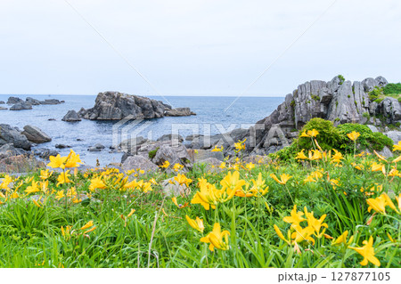 「青森県」渚に花咲く初夏の種差海岸・八戸市 127877105