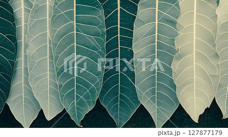 Detailed green leaf texture background natural plant pattern botanical illustration 127877179