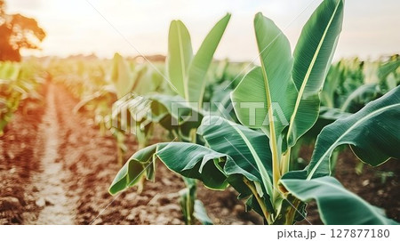 Lush green banana plantation sunlight agriculture 127877180
