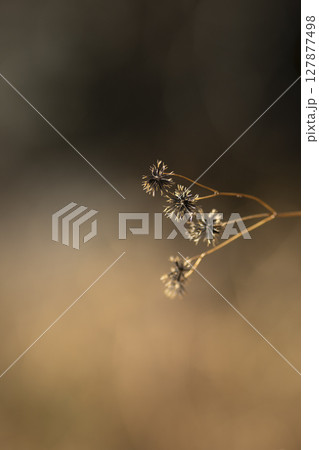 道端のひっつき虫 道端のひっつき虫 127877498